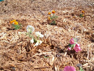 Petunias