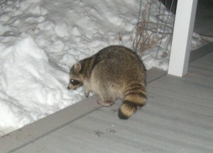 raccoon